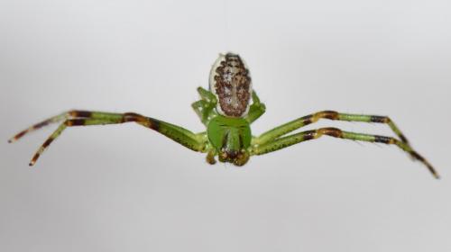 Réf. 248 807 : Diaea dorsata